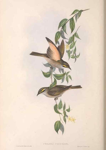 Reproducción/Reproduction 36764520256: The birds of Australia.. London,Printed by R. and J. E. Taylor; pub. by the author,[1840]-48.