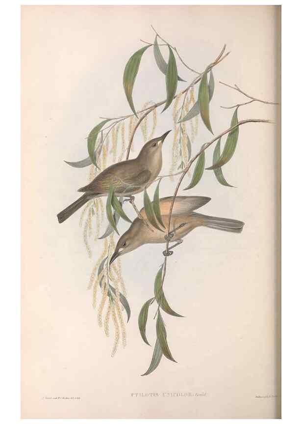 Reproducción/Reproduction 36117608714: The birds of Australia.. London,Printed by R. and J. E. Taylor; pub. by the author,[1840]-48.