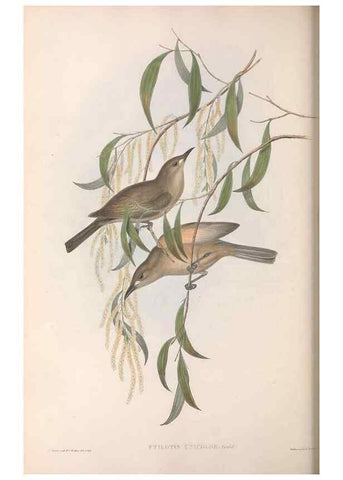 Reproducción/Reproduction 36117608714: The birds of Australia.. London,Printed by R. and J. E. Taylor; pub. by the author,[1840]-48.