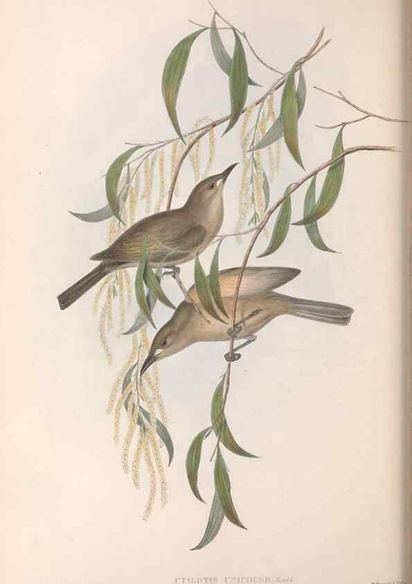 Reproducción/Reproduction 36117608714: The birds of Australia.. London,Printed by R. and J. E. Taylor; pub. by the author,[1840]-48.