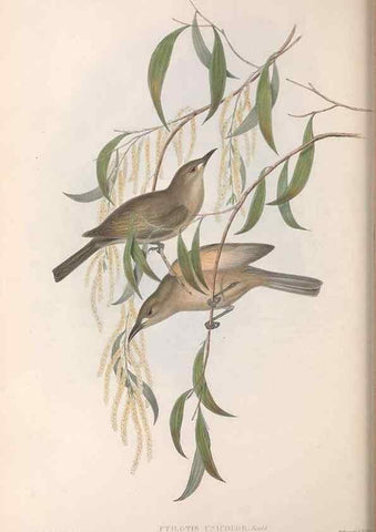 Reproducción/Reproduction 36117608714: The birds of Australia.. London,Printed by R. and J. E. Taylor; pub. by the author,[1840]-48.