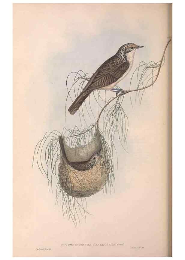 Reproducción/Reproduction 36143712563: The birds of Australia.. London,Printed by R. and J. E. Taylor; pub. by the author,[1840]-48.