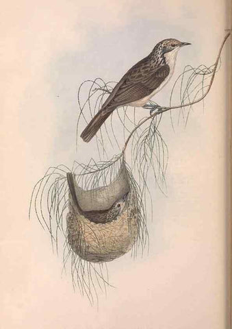 Reproducción/Reproduction 36143712563: The birds of Australia.. London,Printed by R. and J. E. Taylor; pub. by the author,[1840]-48.