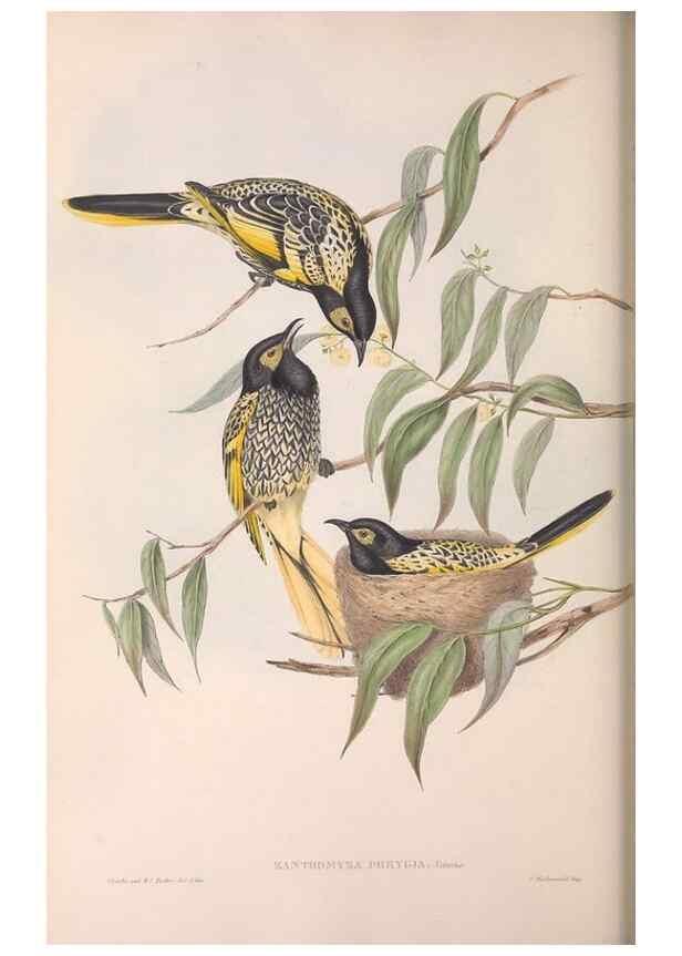 Reproducción/Reproduction 36143714493: The birds of Australia.. London,Printed by R. and J. E. Taylor; pub. by the author,[1840]-48.