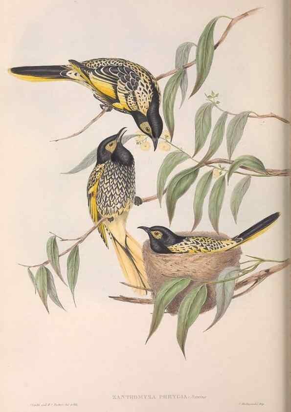 Reproducción/Reproduction 36143714493: The birds of Australia.. London,Printed by R. and J. E. Taylor; pub. by the author,[1840]-48.