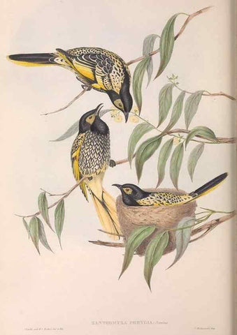Reproducción/Reproduction 36143714493: The birds of Australia.. London,Printed by R. and J. E. Taylor; pub. by the author,[1840]-48.