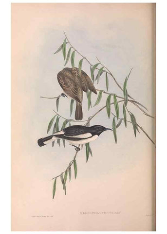 Reproducción/Reproduction 36143716223: The birds of Australia.. London,Printed by R. and J. E. Taylor; pub. by the author,[1840]-48.