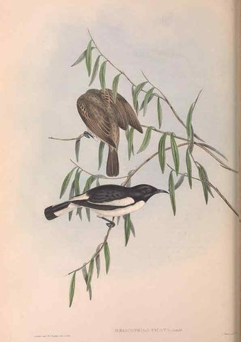 Reproducción/Reproduction 36143716223: The birds of Australia.. London,Printed by R. and J. E. Taylor; pub. by the author,[1840]-48.