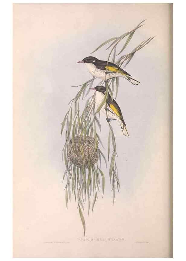 Reproducción/Reproduction 36143718063: The birds of Australia.. London,Printed by R. and J. E. Taylor; pub. by the author,[1840]-48.