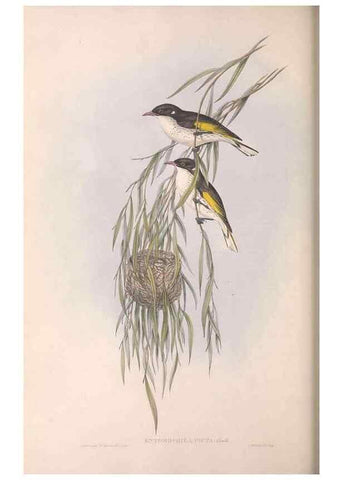 Reproducción/Reproduction 36143718063: The birds of Australia.. London,Printed by R. and J. E. Taylor; pub. by the author,[1840]-48.