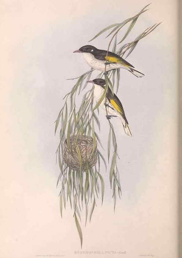 Reproducción/Reproduction 36143718063: The birds of Australia.. London,Printed by R. and J. E. Taylor; pub. by the author,[1840]-48.