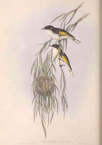Reproducción/Reproduction 36143718063: The birds of Australia.. London,Printed by R. and J. E. Taylor; pub. by the author,[1840]-48.