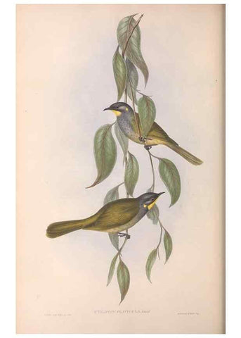 Reproducción/Reproduction 36781028962: The birds of Australia.. London,Printed by R. and J. E. Taylor; pub. by the author,[1840]-48.