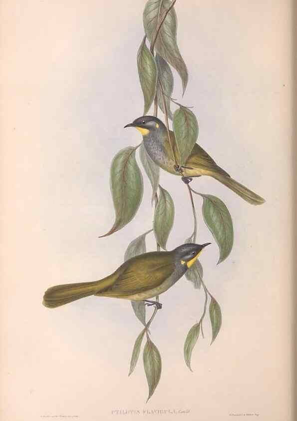 Reproducción/Reproduction 36781028962: The birds of Australia.. London,Printed by R. and J. E. Taylor; pub. by the author,[1840]-48.