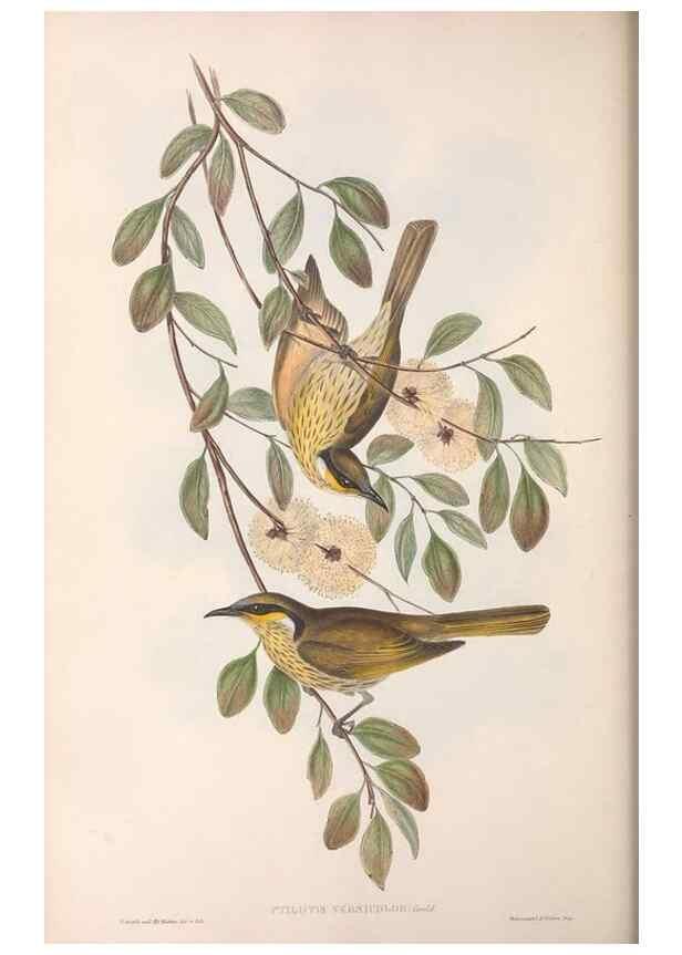 Reproducción/Reproduction 36781027752: The birds of Australia.. London,Printed by R. and J. E. Taylor; pub. by the author,[1840]-48.