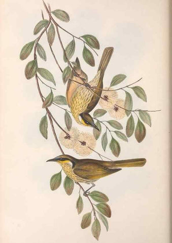 Reproducción/Reproduction 36781027752: The birds of Australia.. London,Printed by R. and J. E. Taylor; pub. by the author,[1840]-48.