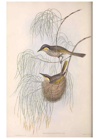 Reproducción/Reproduction 36781026502: The birds of Australia.. London,Printed by R. and J. E. Taylor; pub. by the author,[1840]-48.
