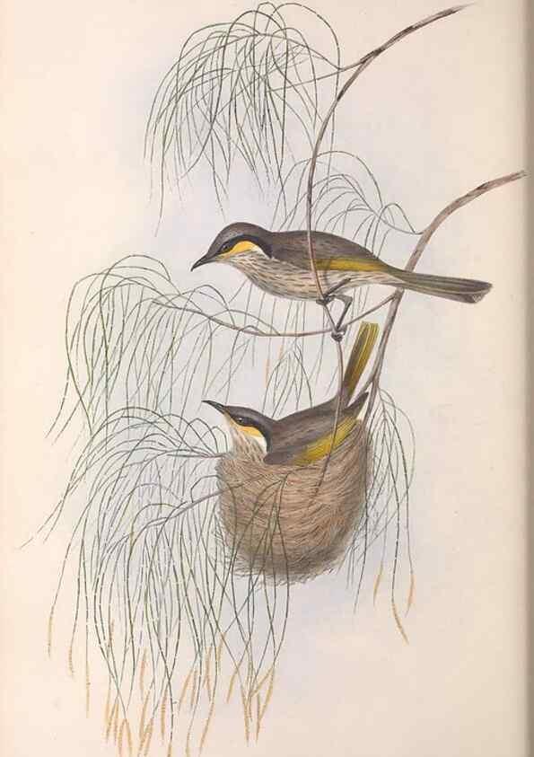 Reproducción/Reproduction 36781026502: The birds of Australia.. London,Printed by R. and J. E. Taylor; pub. by the author,[1840]-48.