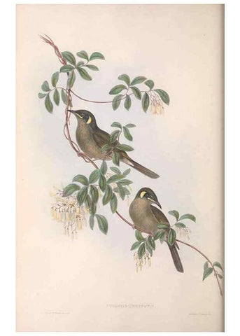 Reproducción/Reproduction 36781025602: The birds of Australia.. London,Printed by R. and J. E. Taylor; pub. by the author,[1840]-48.