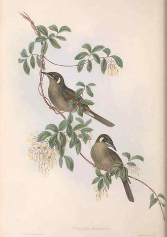 Reproducción/Reproduction 36781025602: The birds of Australia.. London,Printed by R. and J. E. Taylor; pub. by the author,[1840]-48.