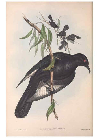 Reproducción/Reproduction 36812467051: The birds of Australia.. London,Printed by R. and J. E. Taylor; pub. by the author,[1840]-48.