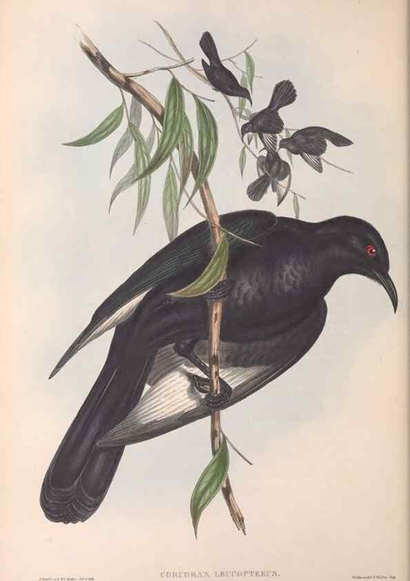 Reproducción/Reproduction 36812467051: The birds of Australia.. London,Printed by R. and J. E. Taylor; pub. by the author,[1840]-48.