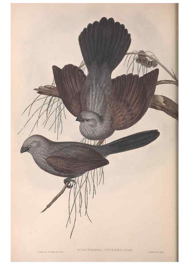 Reproducción/Reproduction 36812468351: The birds of Australia.. London,Printed by R. and J. E. Taylor; pub. by the author,[1840]-48.