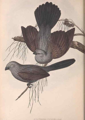 Reproducción/Reproduction 36812468351: The birds of Australia.. London,Printed by R. and J. E. Taylor; pub. by the author,[1840]-48.