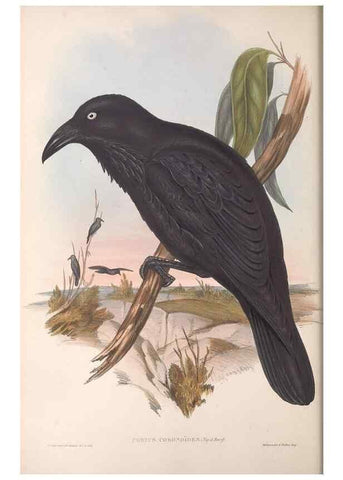 Reproducción/Reproduction 36812469401: The birds of Australia.. London,Printed by R. and J. E. Taylor; pub. by the author,[1840]-48.