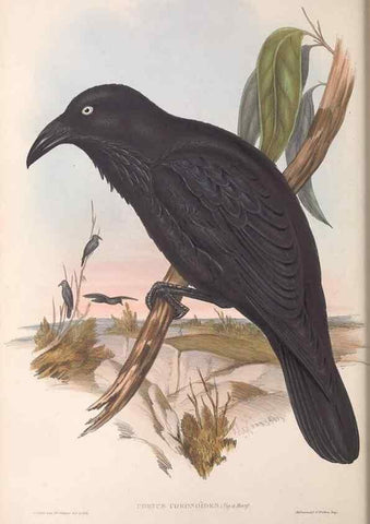 Reproducción/Reproduction 36812469401: The birds of Australia.. London,Printed by R. and J. E. Taylor; pub. by the author,[1840]-48.