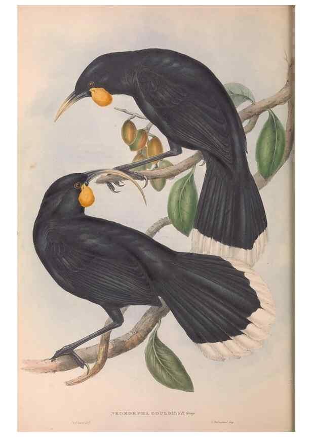 Reproducción/Reproduction 36812470311: The birds of Australia.. London,Printed by R. and J. E. Taylor; pub. by the author,[1840]-48.