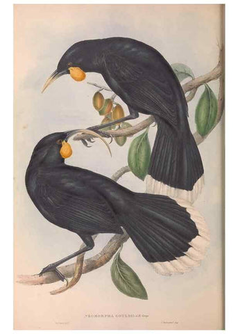 Reproducción/Reproduction 36812470311: The birds of Australia.. London,Printed by R. and J. E. Taylor; pub. by the author,[1840]-48.