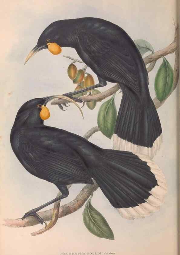 Reproducción/Reproduction 36812470311: The birds of Australia.. London,Printed by R. and J. E. Taylor; pub. by the author,[1840]-48.