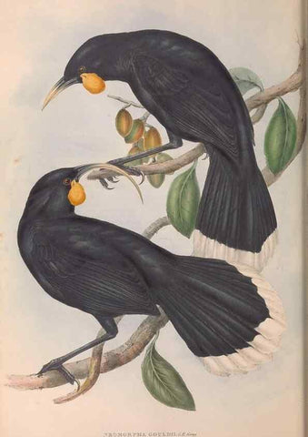 Reproducción/Reproduction 36812470311: The birds of Australia.. London,Printed by R. and J. E. Taylor; pub. by the author,[1840]-48.