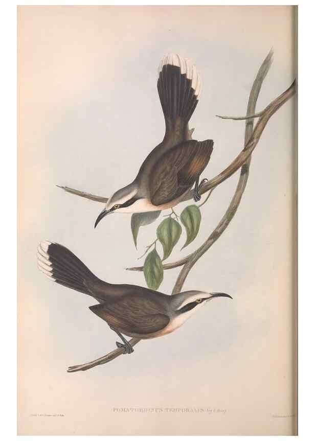 Reproducción/Reproduction 36812471261: The birds of Australia.. London,Printed by R. and J. E. Taylor; pub. by the author,[1840]-48.