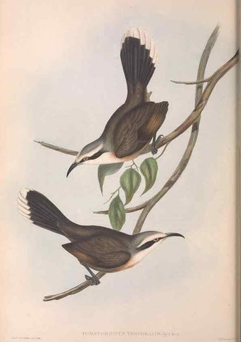 Reproducción/Reproduction 36812471261: The birds of Australia.. London,Printed by R. and J. E. Taylor; pub. by the author,[1840]-48.
