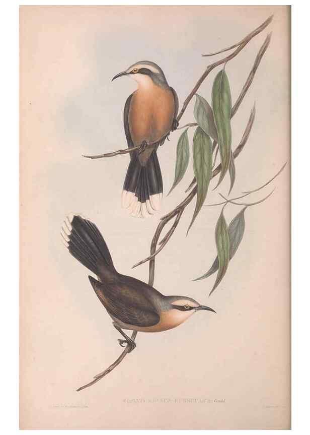 Reproducción/Reproduction 36781007602: The birds of Australia.. London,Printed by R. and J. E. Taylor; pub. by the author,[1840]-48.