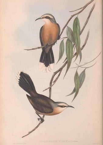 Reproducción/Reproduction 36781007602: The birds of Australia.. London,Printed by R. and J. E. Taylor; pub. by the author,[1840]-48.