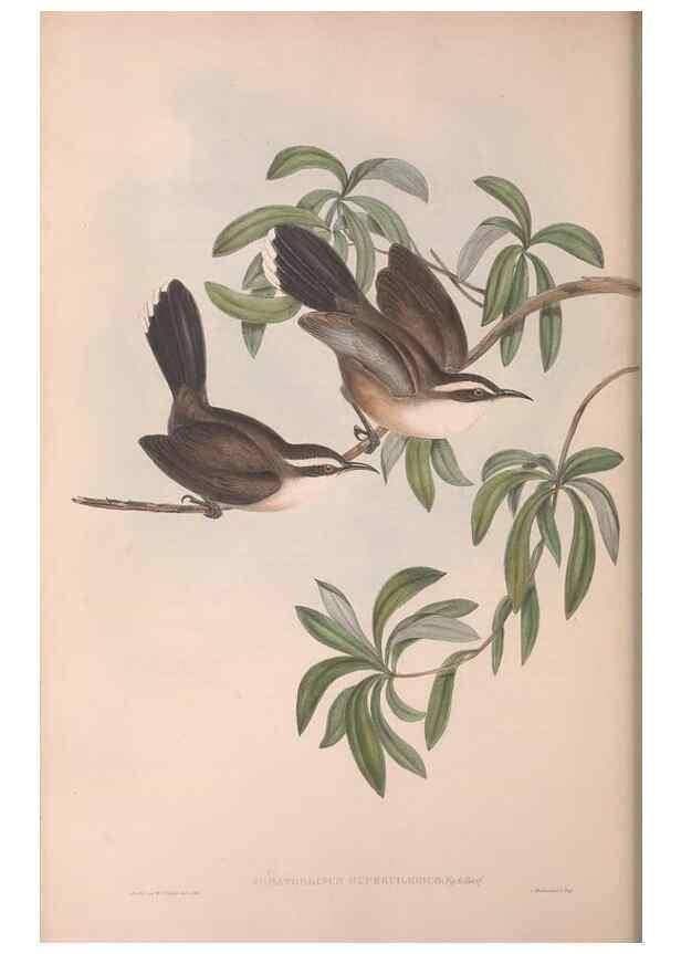 Reproducción/Reproduction 36781009932: The birds of Australia.. London,Printed by R. and J. E. Taylor; pub. by the author,[1840]-48.