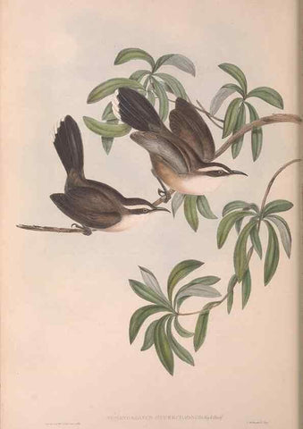 Reproducción/Reproduction 36781009932: The birds of Australia.. London,Printed by R. and J. E. Taylor; pub. by the author,[1840]-48.