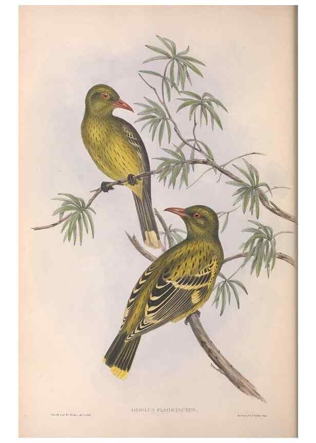 Reproducción/Reproduction 36812464611: The birds of Australia.. London,Printed by R. and J. E. Taylor; pub. by the author,[1840]-48.