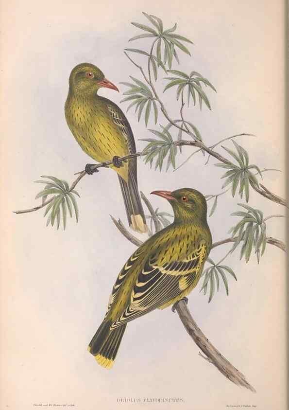 Reproducción/Reproduction 36812464611: The birds of Australia.. London,Printed by R. and J. E. Taylor; pub. by the author,[1840]-48.