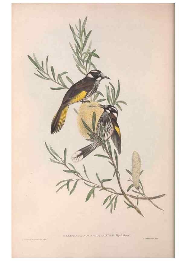 Reproducción/Reproduction 36781012072: The birds of Australia.. London,Printed by R. and J. E. Taylor; pub. by the author,[1840]-48.