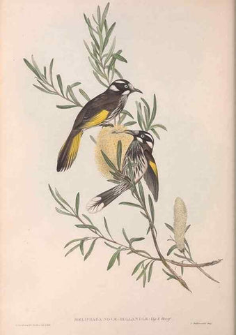 Reproducción/Reproduction 36781012072: The birds of Australia.. London,Printed by R. and J. E. Taylor; pub. by the author,[1840]-48.
