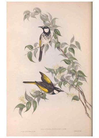 Reproducción/Reproduction 36781015352: The birds of Australia.. London,Printed by R. and J. E. Taylor; pub. by the author,[1840]-48.
