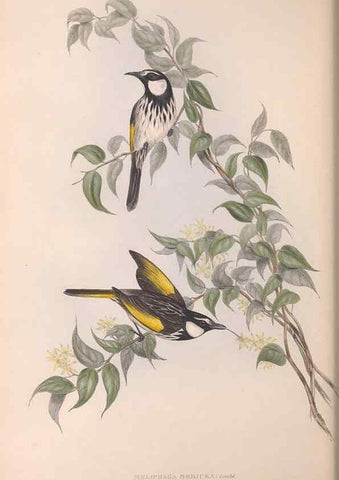 Reproducción/Reproduction 36781015352: The birds of Australia.. London,Printed by R. and J. E. Taylor; pub. by the author,[1840]-48.