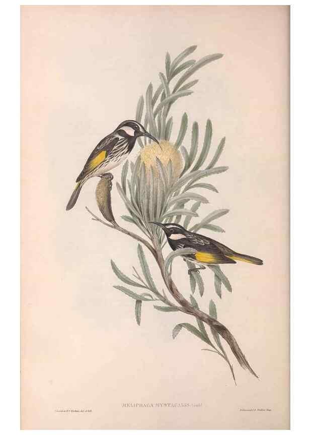 Reproducción/Reproduction 36781017152: The birds of Australia.. London,Printed by R. and J. E. Taylor; pub. by the author,[1840]-48.