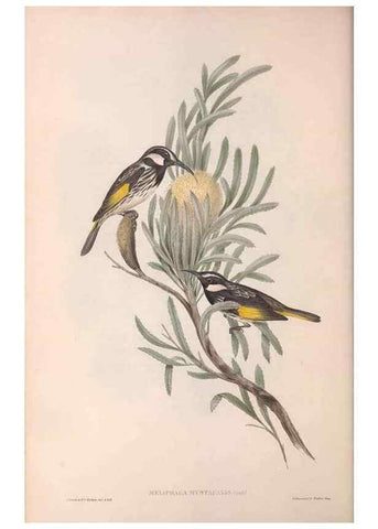 Reproducción/Reproduction 36781017152: The birds of Australia.. London,Printed by R. and J. E. Taylor; pub. by the author,[1840]-48.