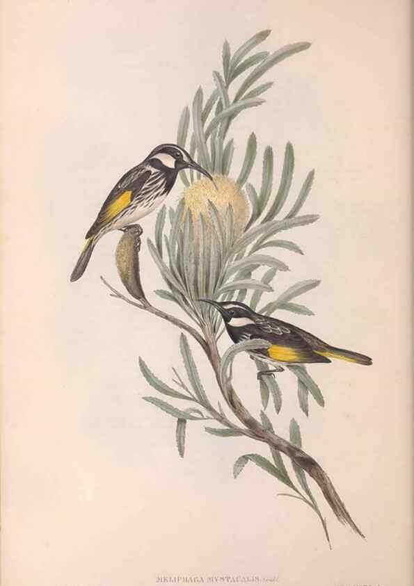 Reproducción/Reproduction 36781017152: The birds of Australia.. London,Printed by R. and J. E. Taylor; pub. by the author,[1840]-48.