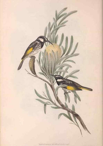 Reproducción/Reproduction 36781017152: The birds of Australia.. London,Printed by R. and J. E. Taylor; pub. by the author,[1840]-48.